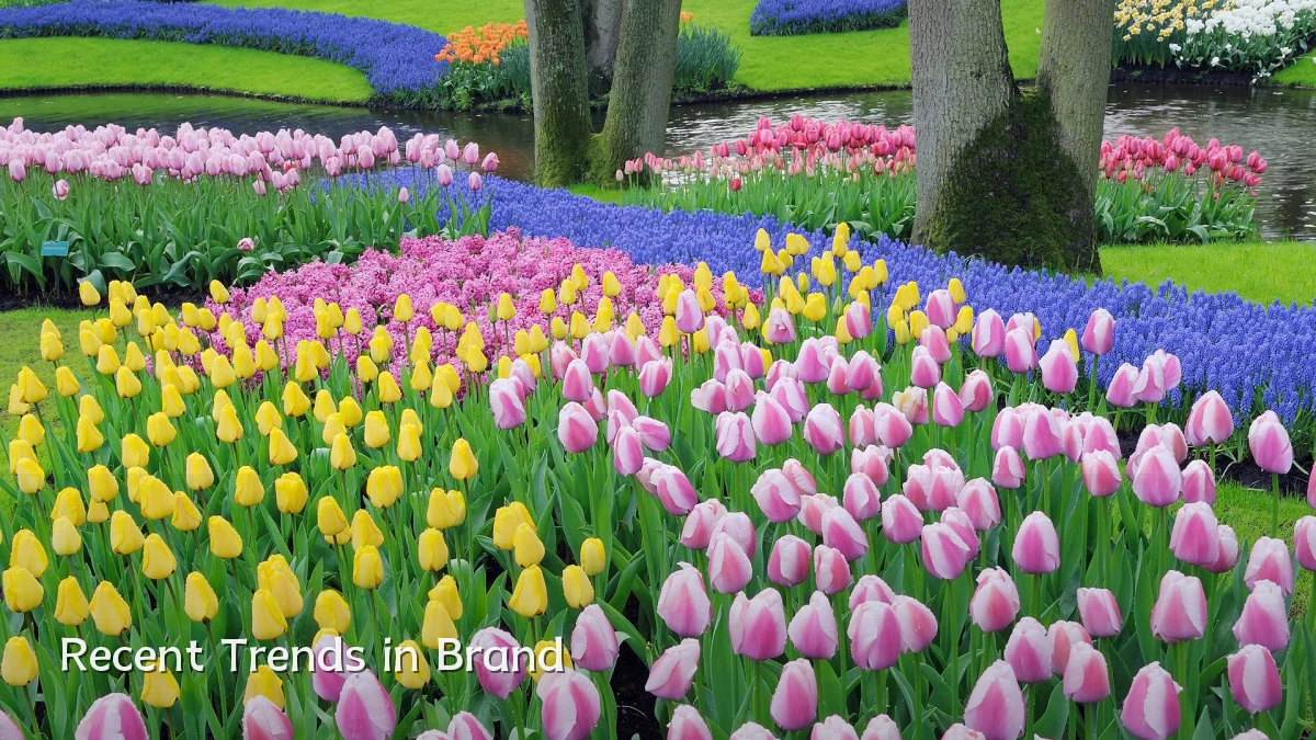 Recent Trends in Brand